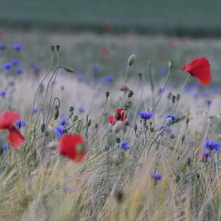 Maraike Comfortable Prázdninový dům Middelhagen